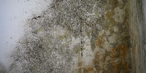 Mold Damage Sarasota FL Mold Damage Sarasota FL